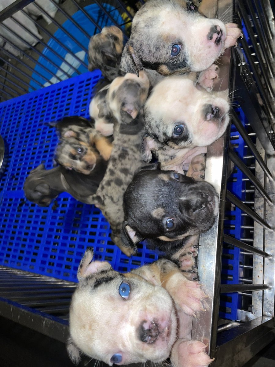 Hey y’all. I have some tri colored pocket bullies for sale! DM me if interested. Located in Houston