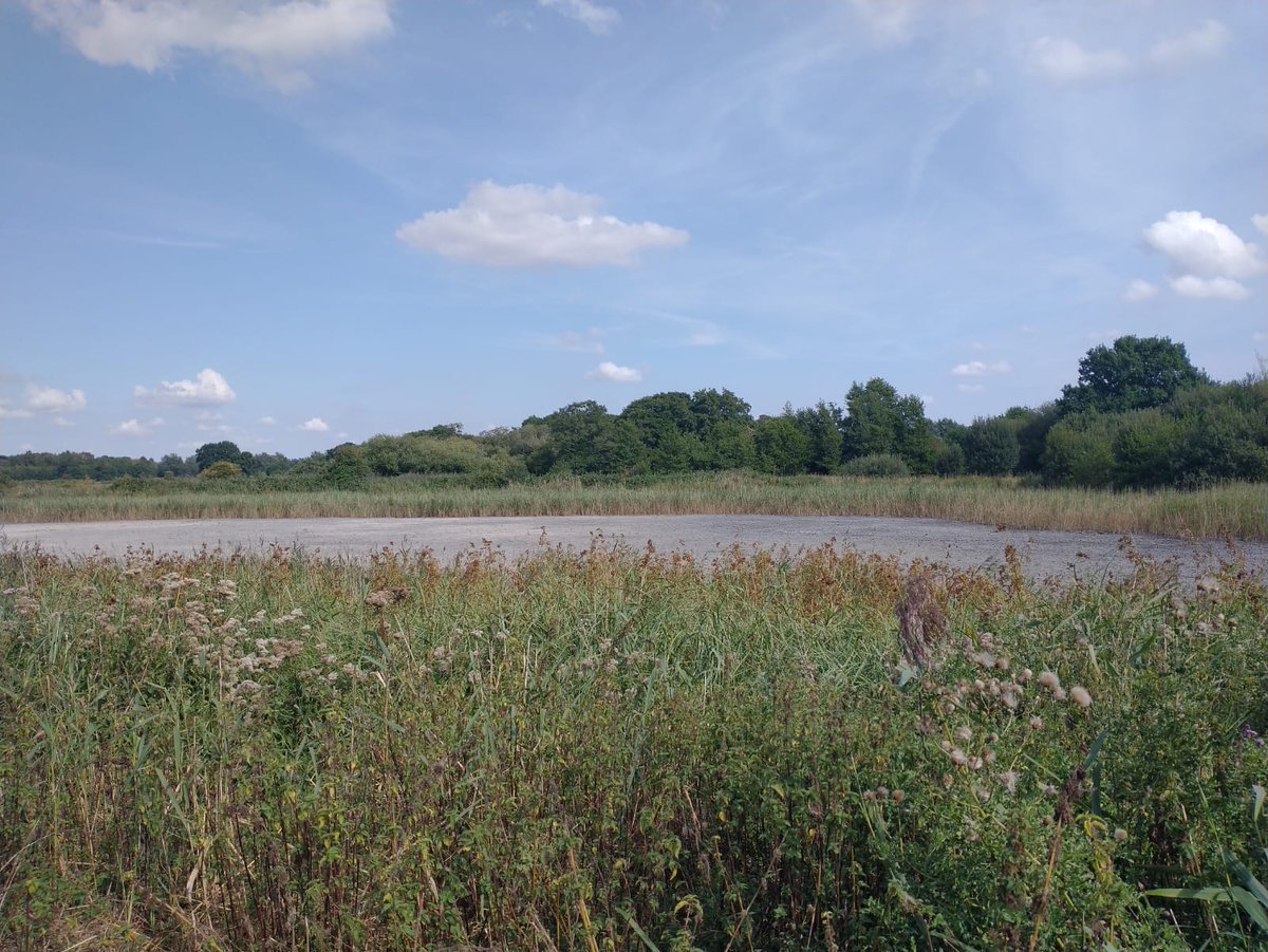 lewisjyates's tweet photo. The moment when you get to a dipping platform on a fen reserve and you look down to see dusty soil... Redgrave and Lopham Fen is in dire need of water, even the river is dry there.  #drought #norain #notadrop https://t.co/MKMhWbvDdD