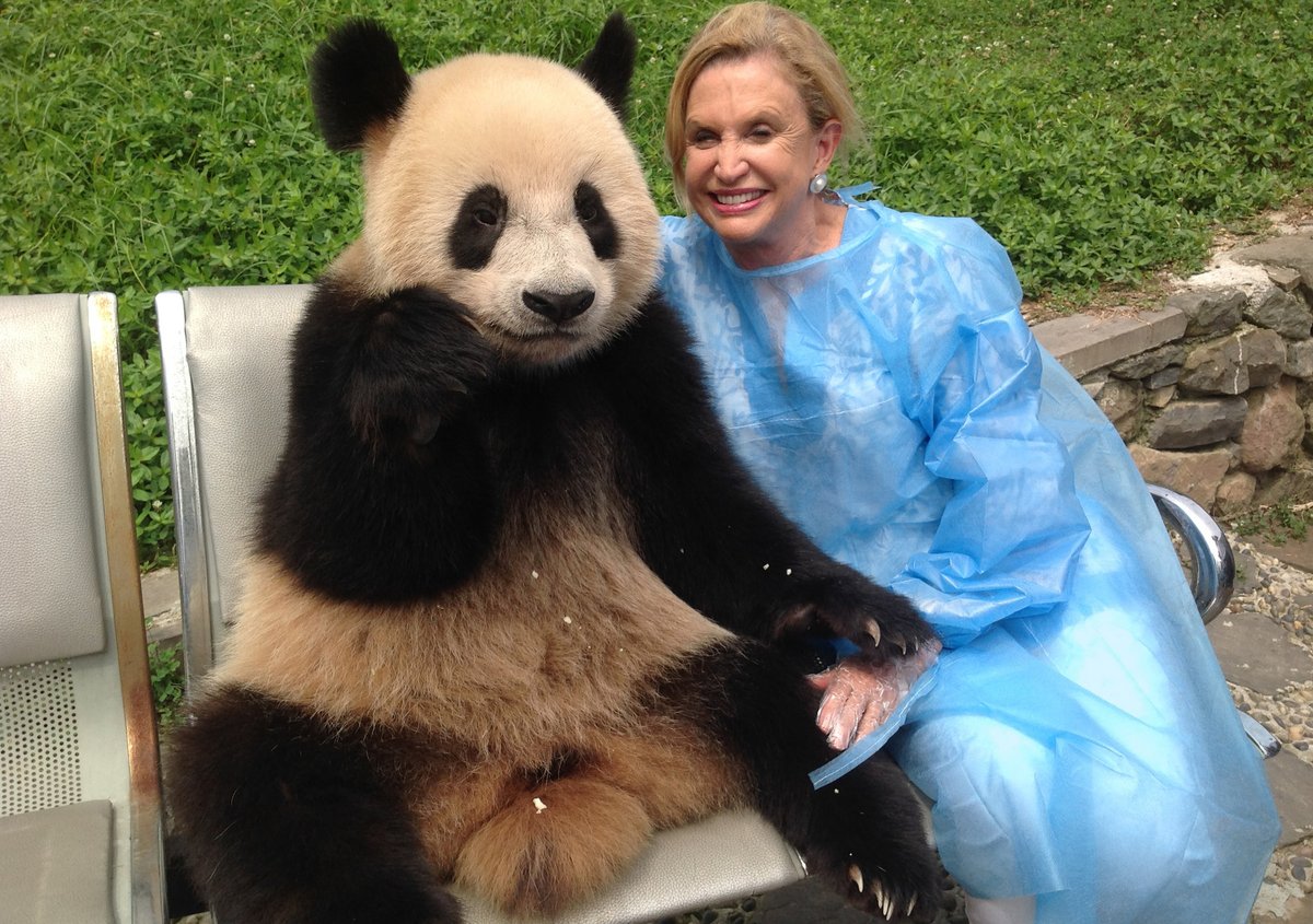ChinaDaily's tweet photo. US Representative Carolyn B. Maloney said pandas have a unique ability to bring people together, trying to bring a pair of pandas to NYC. Her office sent numerous letters to Chinese officials seeking support. She traveled to China in 2014 to visit the panda preserve.#Pandaversary https://t.co/E4z0pn1hIe