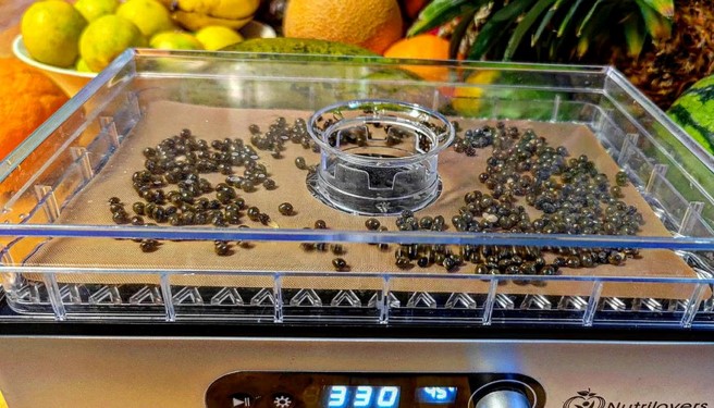 nutrilovers_de's tweet photo. Jetzt wird's feurig 🥭Pfeffer-Ersatz aus Papayakernen!🥭
 - https://t.co/6YlWiakkgJ #papaya #pfeffer #gesundheit #ernährung #nutrilovers https://t.co/z5jpanGk0x