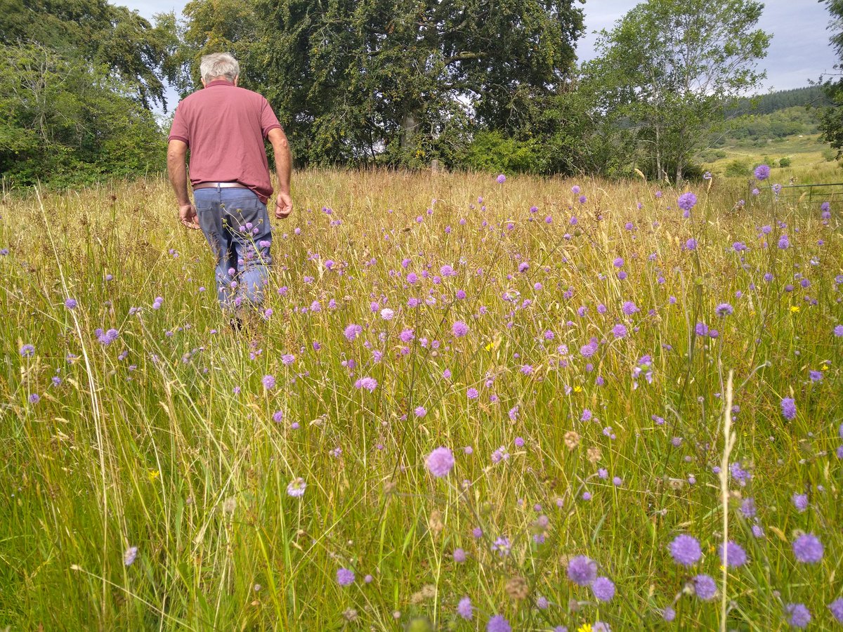 Fermanagh has some of the best wet grassland in Ireland. This was the most impressive of the week with the farmer proud to show off wall to wall #devilsbitscabious #Odhrachbhallach #hnvfarming