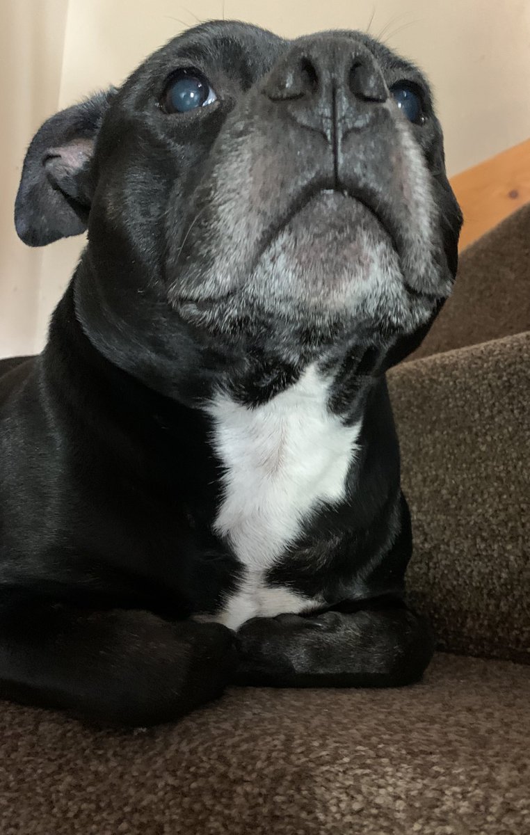 Bust on the stairs this morning, with his paws 🐾 tucked in! Just had to take a pic! #dogsarefamily #Dog
