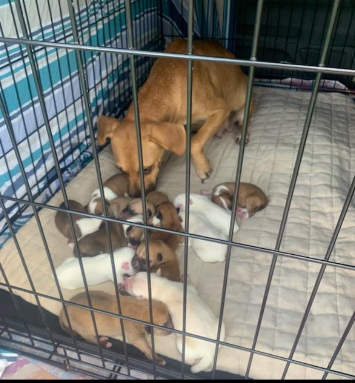 RoCoGB's tweet photo. 💜CHLOE💜is FREE💜
And 🎉MOM🎉 to 🎊13🎊
adorable babies - she deserves a medal🏅👏
#A348461
Saved by
WILMA’s Dogs TX
They’re all in great hands with one very experienced Foster⭐️
Thanks Everyone for pledging♥️
Please honour your pledges via Rescue link:
https://t.co/o0L1rzRsEP https://t.co/46CYwwN6Ca