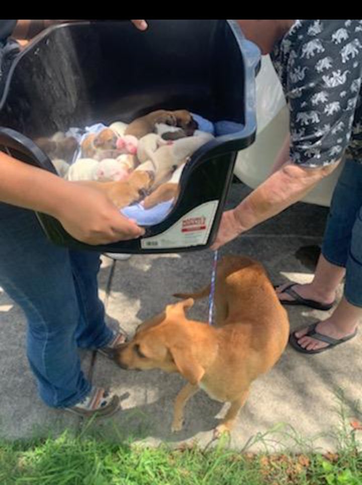 RoCoGB's tweet photo. 💜CHLOE💜is FREE💜
And 🎉MOM🎉 to 🎊13🎊
adorable babies - she deserves a medal🏅👏
#A348461
Saved by
WILMA’s Dogs TX
They’re all in great hands with one very experienced Foster⭐️
Thanks Everyone for pledging♥️
Please honour your pledges via Rescue link:
https://t.co/o0L1rzRsEP https://t.co/46CYwwN6Ca