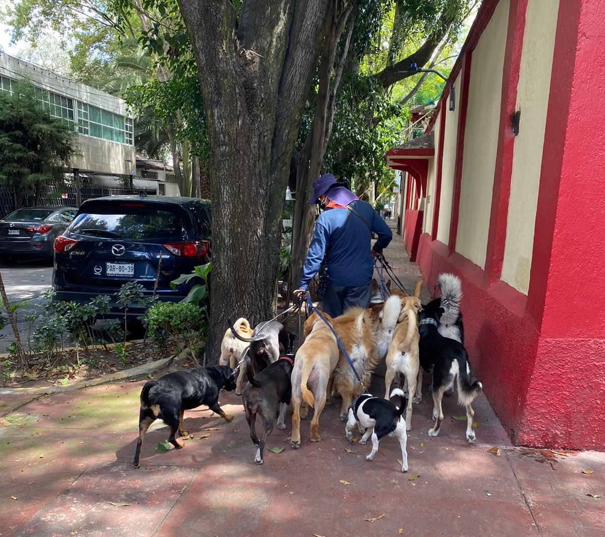 LetyVarela's tweet photo. Todos los tamaños, todas las razas, todos los temperamentos juntos bajo la responsabilidad de una sola persona.

No puedo con esto…. Urge @Congreso_CdMex regular esta actividad  para evitar conflictos https://t.co/qhcUuIz1hl