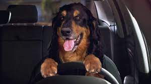 DaveRoberts777's tweet photo. Good to see the ref on Sky Sports sponsored by Sky Bet  Arsenal game against Manchester United is Paul Tierney from Salford in Greater Manchester. And VAR is Lee Mason from Greater Manchester. 
Picture 2 is a dog driving a car because that's pretty fucking unbelievable as well. https://t.co/VHycJCFQTM