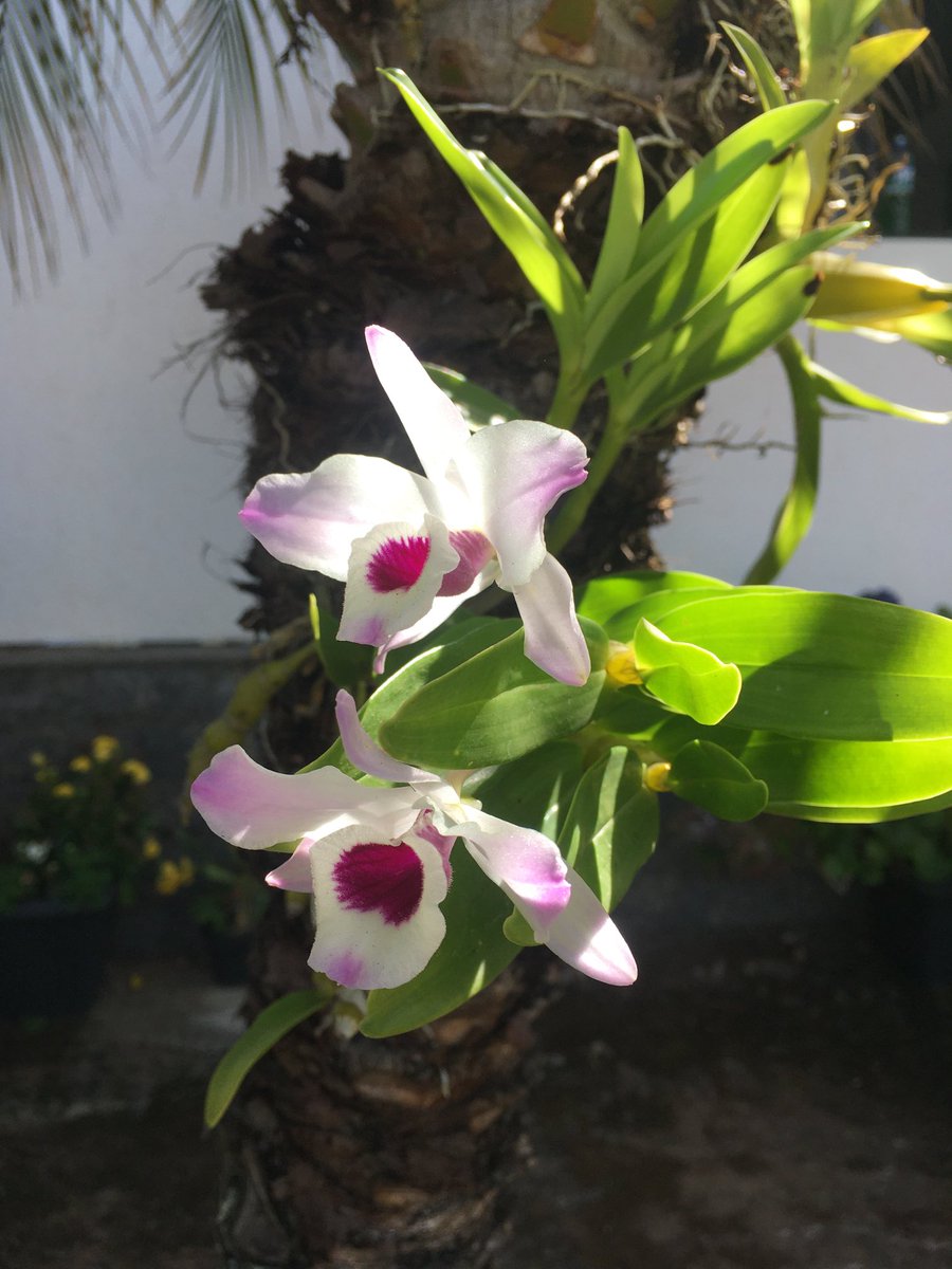 RonaldoPy2rmy's tweet image. 