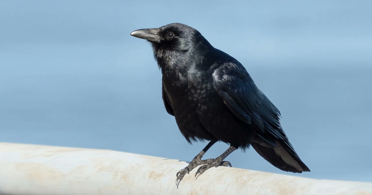 PhippsGreen's tweet photo. Fish crows (Corvus ossifragus) are a distinct species of crow found near coasts and major rivers in eastern US. Here in the Pittsburgh area, you can find them nesting in a few different spots, like around Duck Hollow and Oakland. Learn more: https://t.co/pnjm8uksg8 https://t.co/5MLwbDlkvX