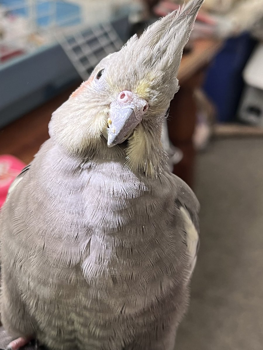 Leo 🦜🇨🇦❤️🐈‍⬛🌸 tweet media