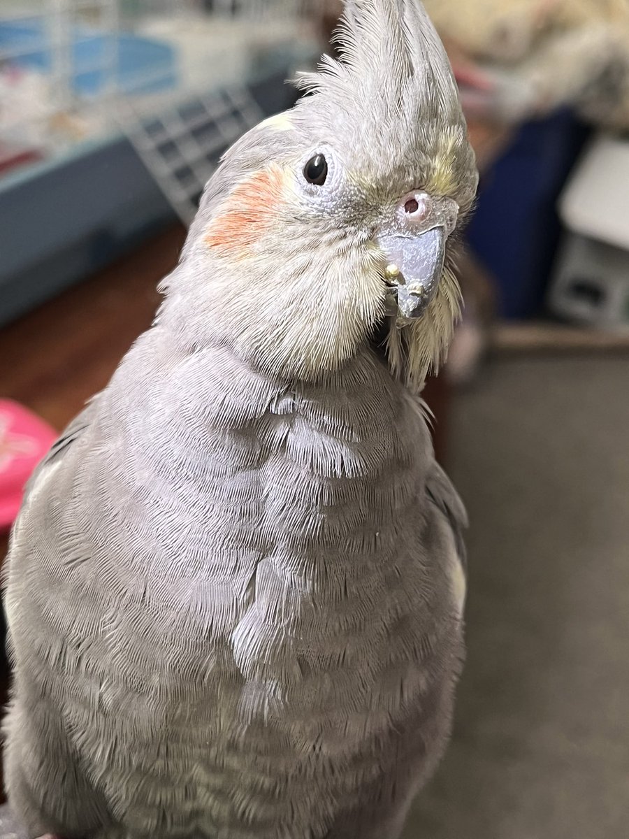 Leo 🦜🇨🇦❤️🐈‍⬛🌸 tweet media