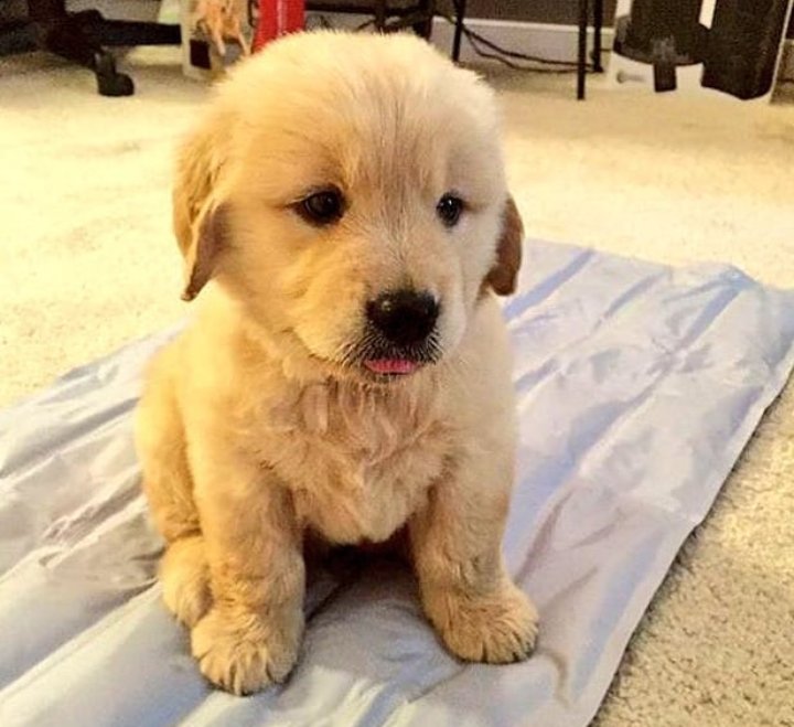 puppiesDoglover's tweet image. So Adorable puppy