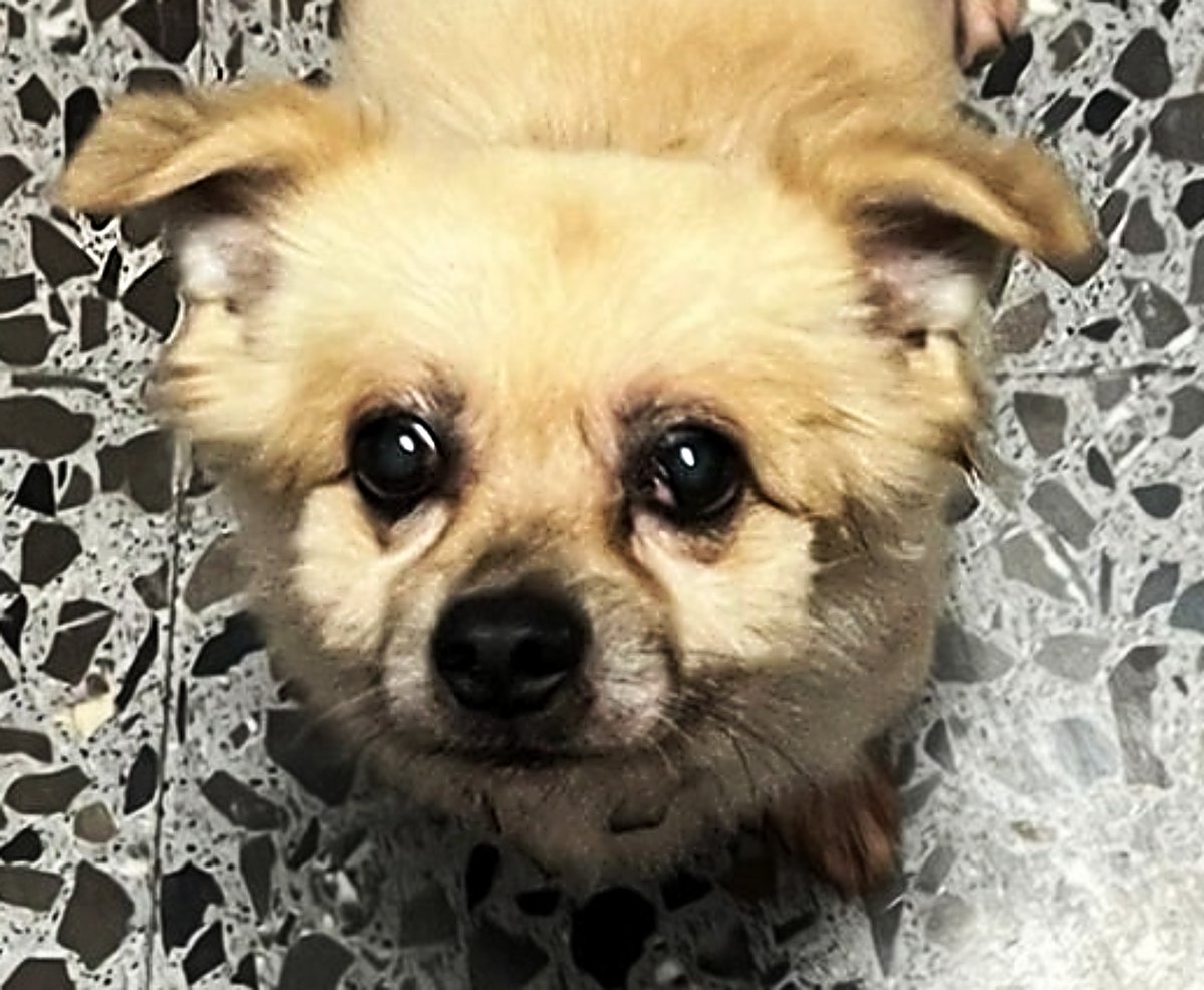 #VALENCIA
Este bebito es #DOGGY y tiene 11 años.
Su familia no lo puede seguir teniendo y tal... 😅

Es tranquilo, bueno y en casa se porta genial.
Su adopción no tiene coste por pertenecer al Club de Seniors

adopciones@protectoramodepran.com // 673274792