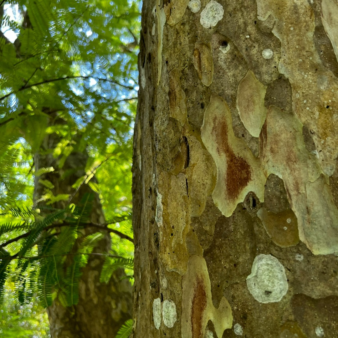 fruitnspice's tweet photo. #Emblica (Phyllanthus emblica) is found throughout subtropical Asia. The fruit may be eaten raw or cooked into various dishes, such as #dal (a lentil preparation). It is traditionally consumed after meals and is high in vitamin C. @miamidadeparks https://t.co/9RTGVsiOcD