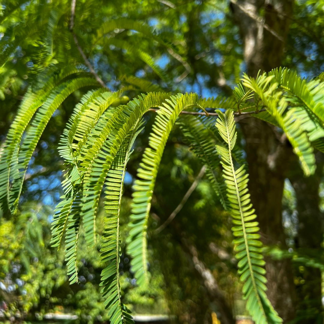 fruitnspice's tweet photo. #Emblica (Phyllanthus emblica) is found throughout subtropical Asia. The fruit may be eaten raw or cooked into various dishes, such as #dal (a lentil preparation). It is traditionally consumed after meals and is high in vitamin C. @miamidadeparks https://t.co/9RTGVsiOcD