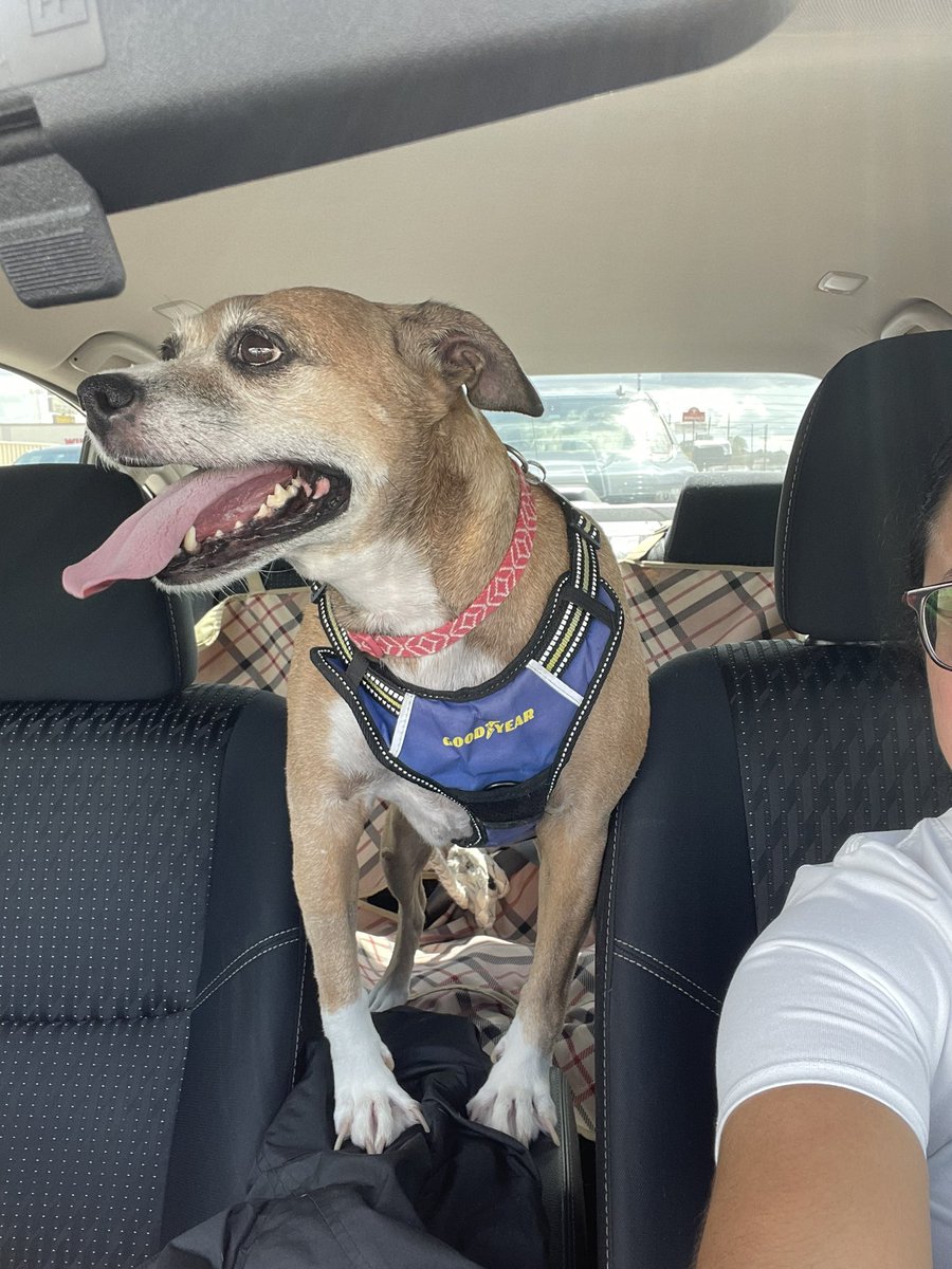 WendyArias87's tweet photo. @MighteeQuinn @dog_rates @Trupanion This is EmJay. She’s a pit/boxer mix too. She was a rescue dog, and is the best snuggler and walker of humans. 💜 https://t.co/CnszKAiZON