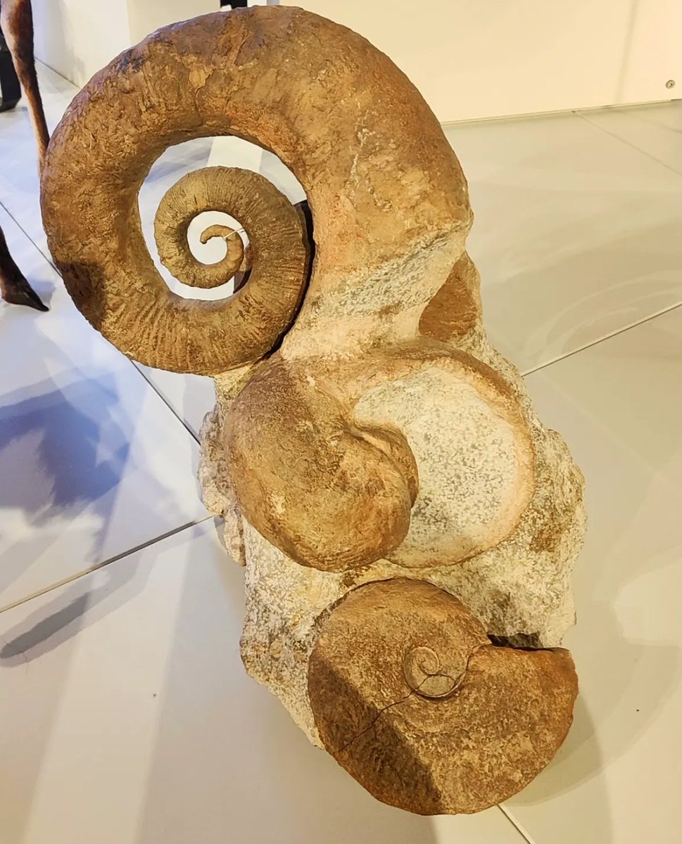 EtwTerp's tweet photo. Festival de spirales...
Ammonites et nautiles (Crétacé),
Museum d'Histoire Naturelle
Palais Longchamp, Marseille
19 juillet 2022
#maths_artist #mathpics #marseille #spirale #spiral #mathsetnature
🔶 RV sur Instagram:
📸🖍️MATHS_ARTIST✏️🎨https://t.co/huEfGDmtXA… https://t.co/dnvUOPiTp2
