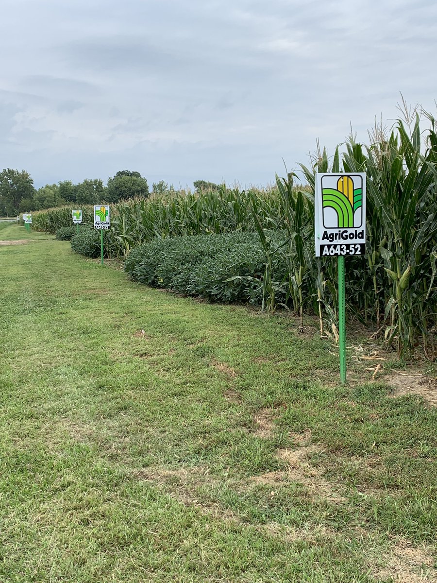 MOagMefford's tweet photo. Unique chance to talk about clay pan soils in E MO at Braungardt Ag field day. Love the chance to get into a soil pit! #moagrigold https://t.co/P1VY7jHt9t