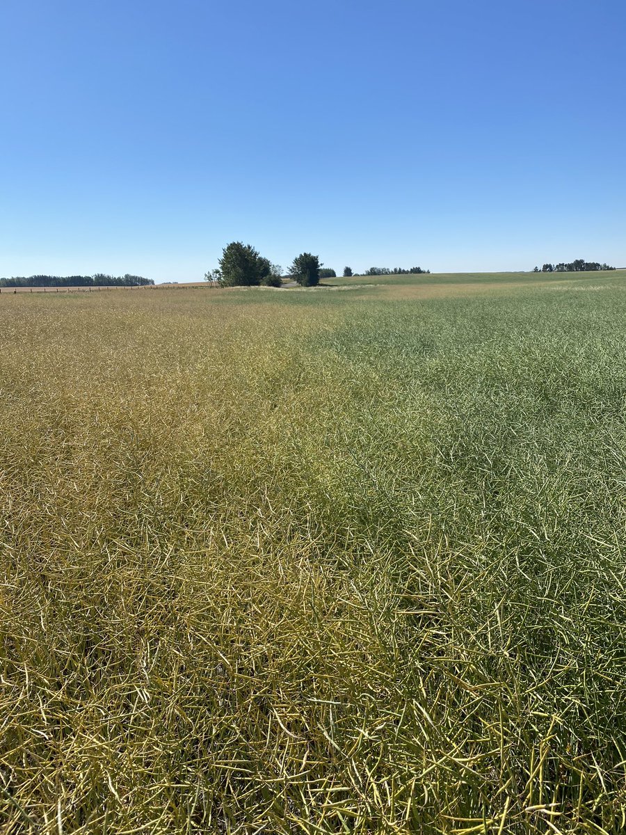 Travis Hunter tweet media