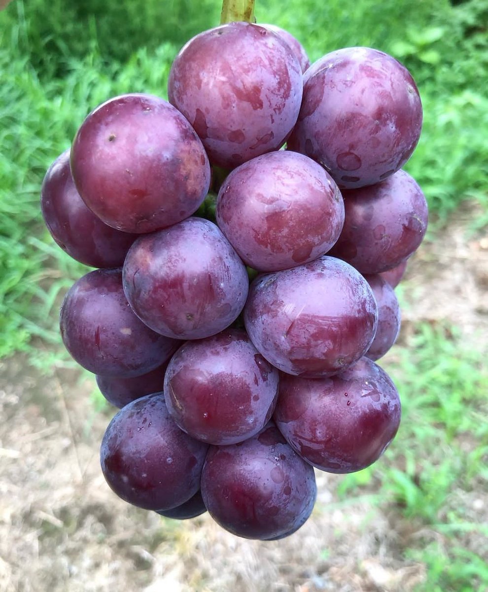 MpondaSabinus's tweet photo. Grapes https://t.co/4dhPVRyKpG