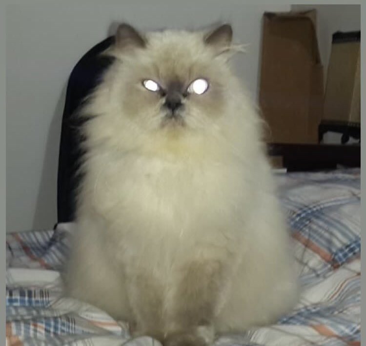 Diego Bonet tweet media