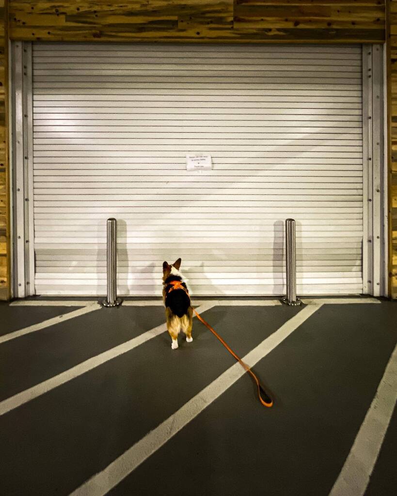 CorgMarshall's tweet image. What the actual derp?! instagr.am/p/CiAypEnucB4/