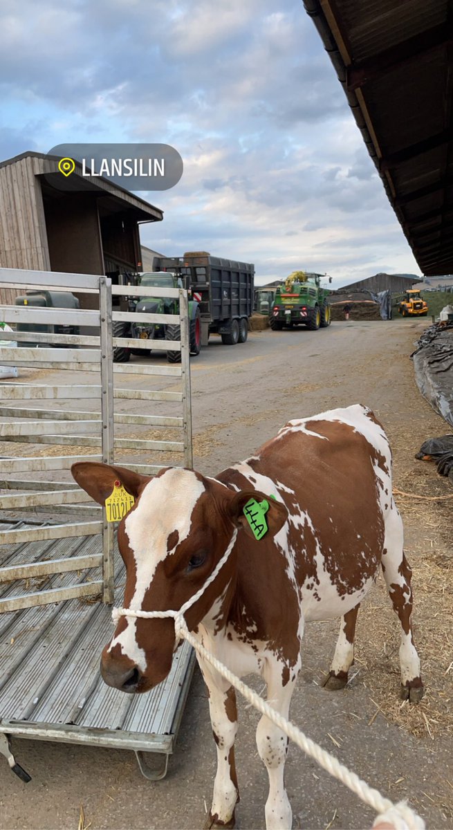 Say hello to my new Ayrshires🤩 #welcometotheherd #ayrshires