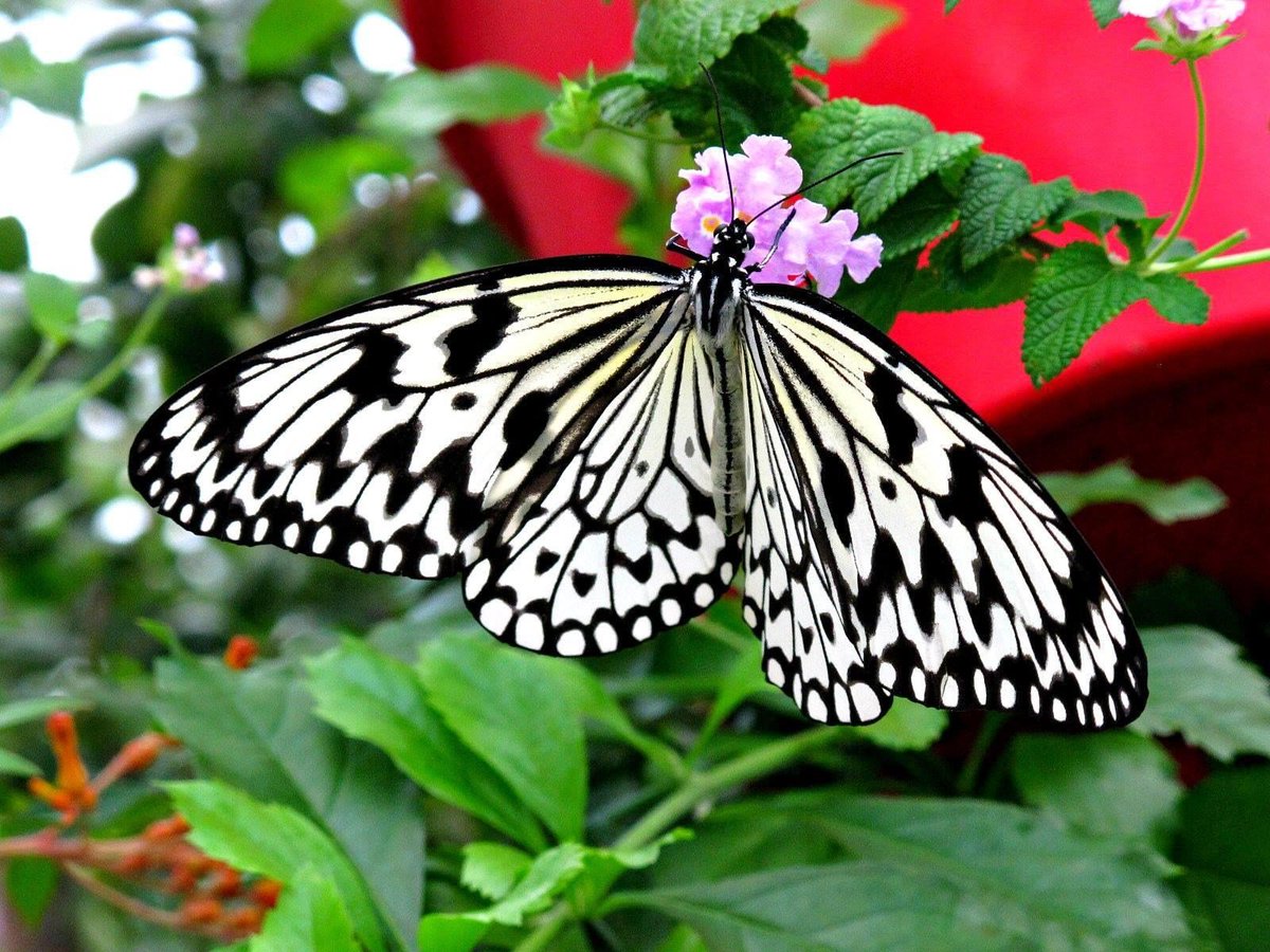 roykelley's tweet photo. Paper Kite Butterfly, Lewis Ginter Botanical Garden, Richmond, Virginia USA IMG 1056
Canon PowerShot G11 Camera
Photograph by Roy Kelley
Roy and Dolores Kelley Photographs
#Butterflies #PaperKite #LewisGinter #Gardens https://t.co/7oQjWBOx3k