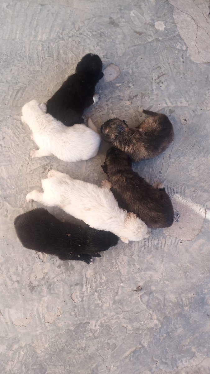bajisheart's tweet photo. Buonasera amichetti di twitter! Ho trovato questi sei cuccioli vicino casa mia. Hanno circa 12 giorni e si trovano a Canicattì in provincia di Agrigento. Se siete interessati o conoscete qualcuno che lo è, contattatemi in privato. Vi ringrazio! https://t.co/JQbWtZNaAS