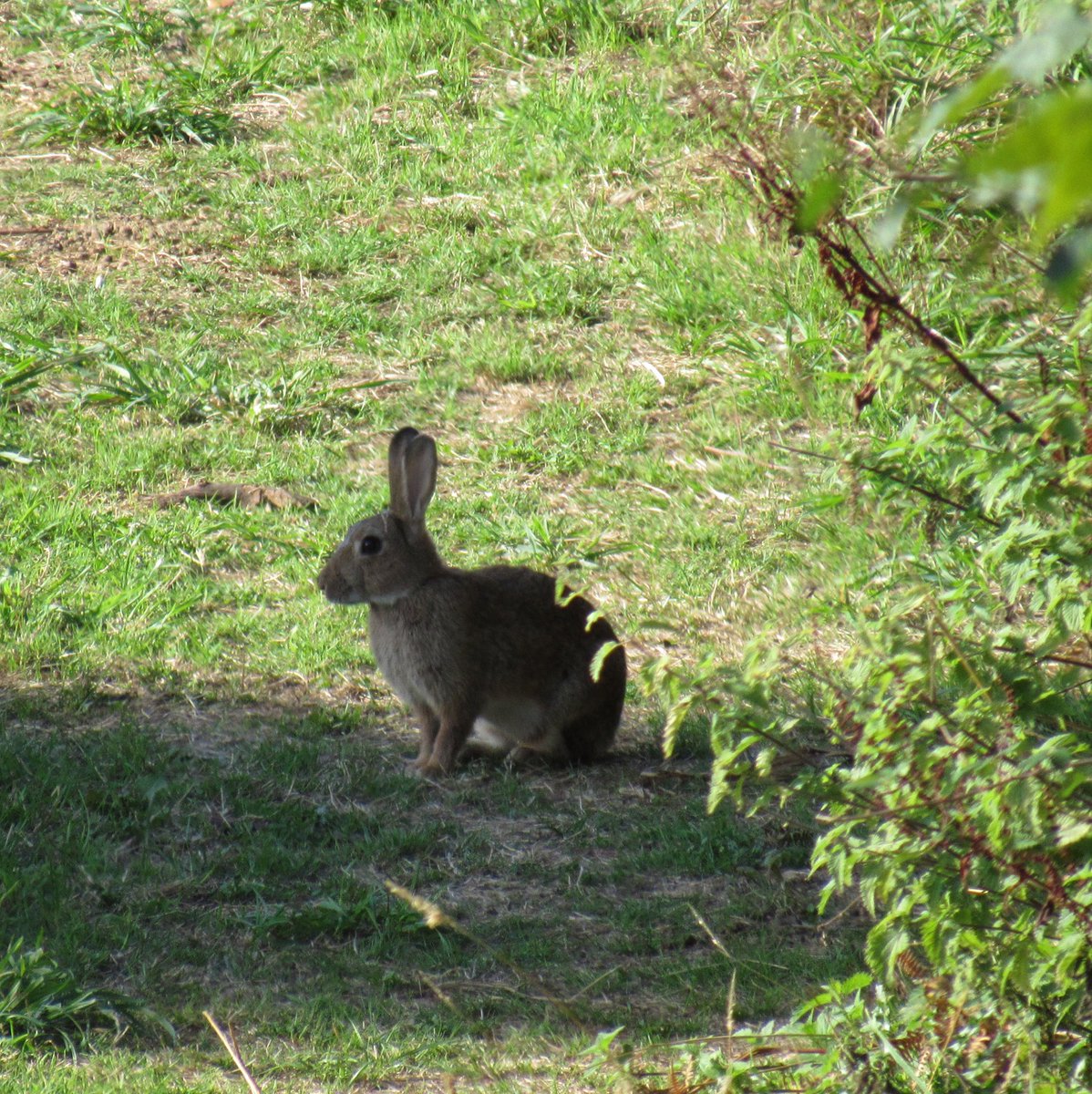 WildUK1's tweet photo. A European Rabbit (Oryctolagus cuniculus) sheltering from the midday sun, Dawlish Warren, Devon #EuropeanRabbit #rabbits #nature #wildlife #Devon https://t.co/VRne4xWGSi