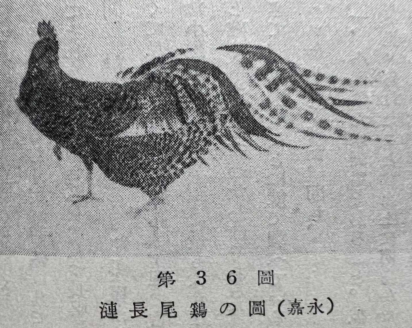南国市 長尾鶏センター Chobikei Onaga Twitter