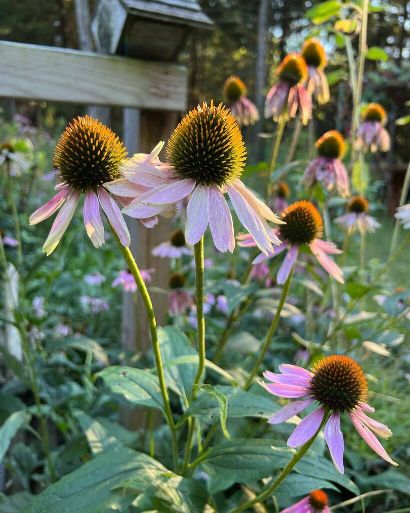 adrndack's tweet image. Welcome, September!!!! #heirloomflowers #coneflower #echinecea #sunflower #chocolatecherrysunflower #adirondacks #homesteading #nativeflowers #zone4b instagr.am/p/CiBUogaJP2a/