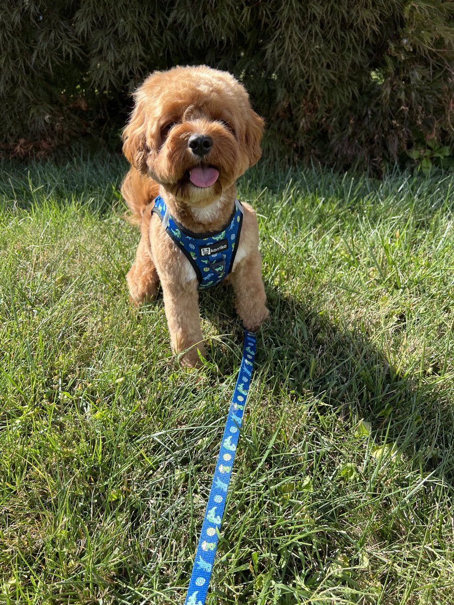 CavapooLuca's tweet photo. Fresh out the groomer and my human got me this new Dino 🦕🦖  harness 💙 #weekend #pup #dogsoftwitter #LucaTheCavapoo #dog ⁦@dog_rates⁩ @dogsoftwitter https://t.co/gWmSYrFScb