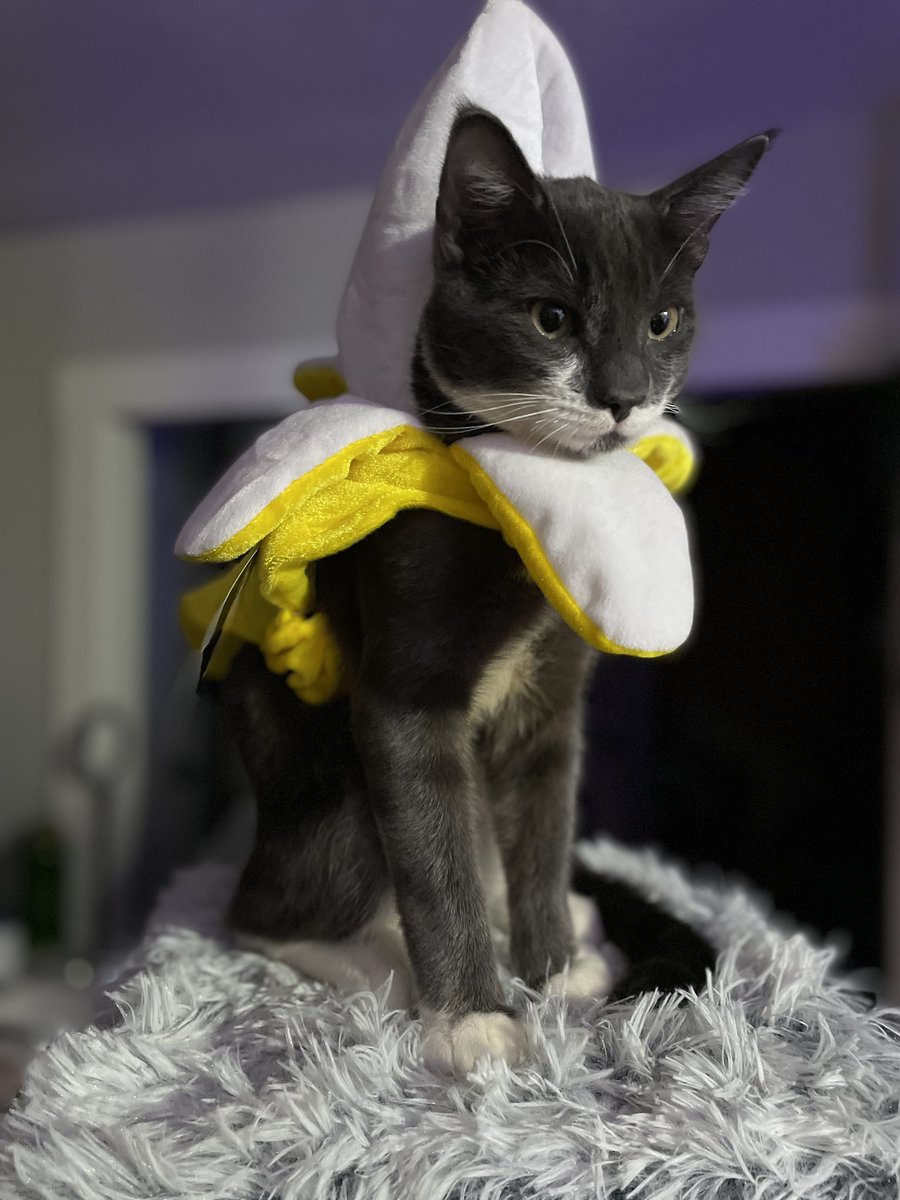 thebigbearcat's tweet photo. 🍌 🐈‍⬛

#BeartheCat #CatsOnTwitter #Kitten #BananaCat 🐾 https://t.co/ALjI4IczX1