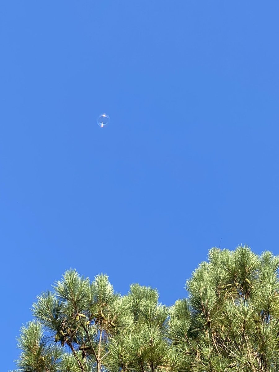 Survivorship Lab using bubbles for AP Environmental Science!