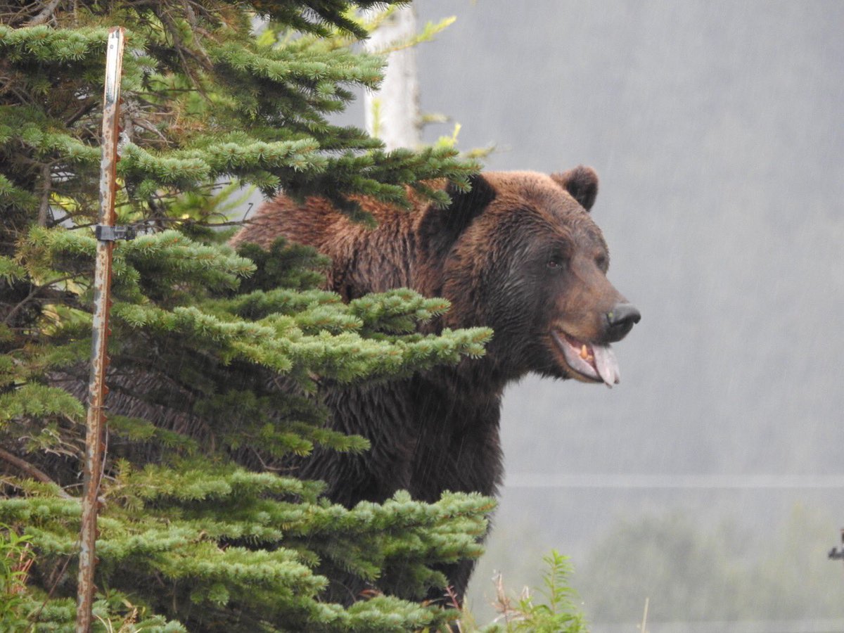 Sassy brown bear at Alaska Wildlife Conservation Center
#awcc #Alaska #alaskawildlife #Bears #NaturePhotography