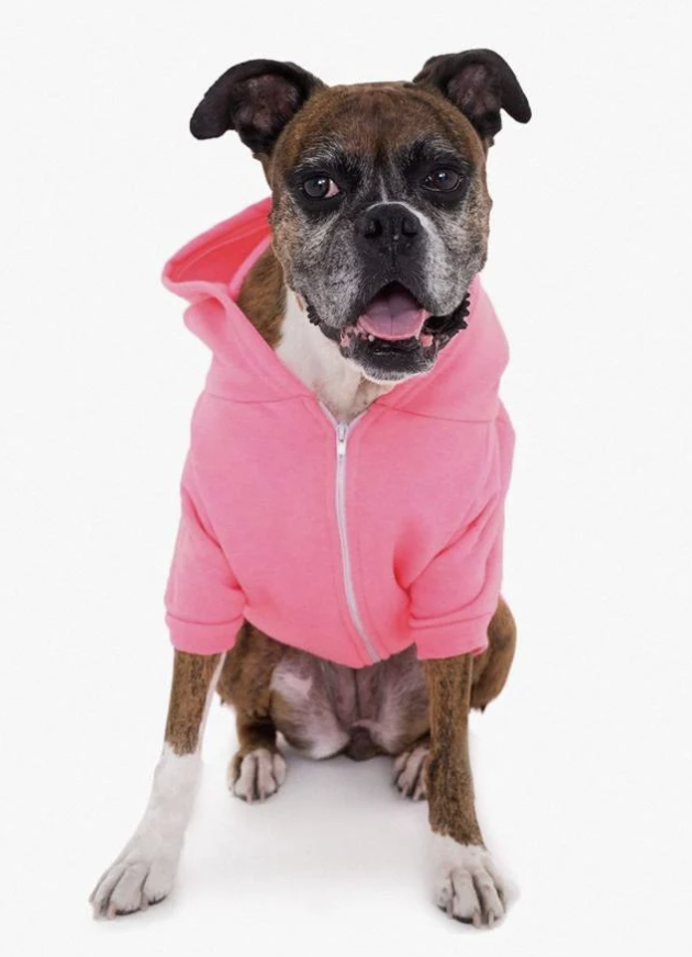 p0nyClub's tweet photo. @frankdegods @y00tlist Might even have to get something for the fur baby - matching hoodies 😍 https://t.co/rTzMLFQ1VT