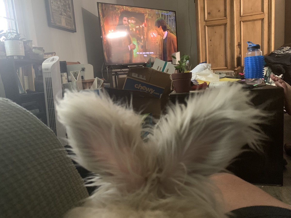 bunsofconyers's tweet image. Harley watching TV with Bun Daddy