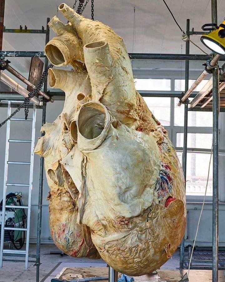 EnsedeCiencia's tweet photo. Este es el corazón procesado de una ballena azul. Con una masa de más de 180 Kg, en vida a este mamífero le sirvió para bombear 220 litros de sangre por pulsación. https://t.co/pEk82yqAKp
