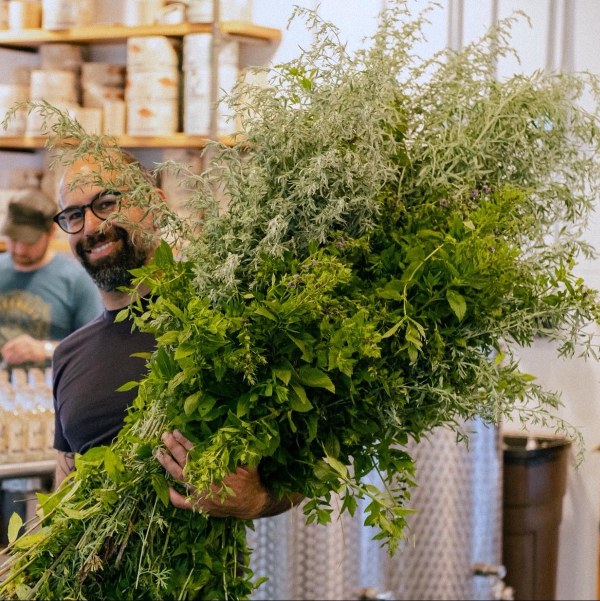 Our Production Manager, David, processing freshly harvested local wormwood and lemon balm for our Green Siren Absinthe 💚 

These botanicals give Green Siren it’s natural jade hue – no coloring or additives needed!