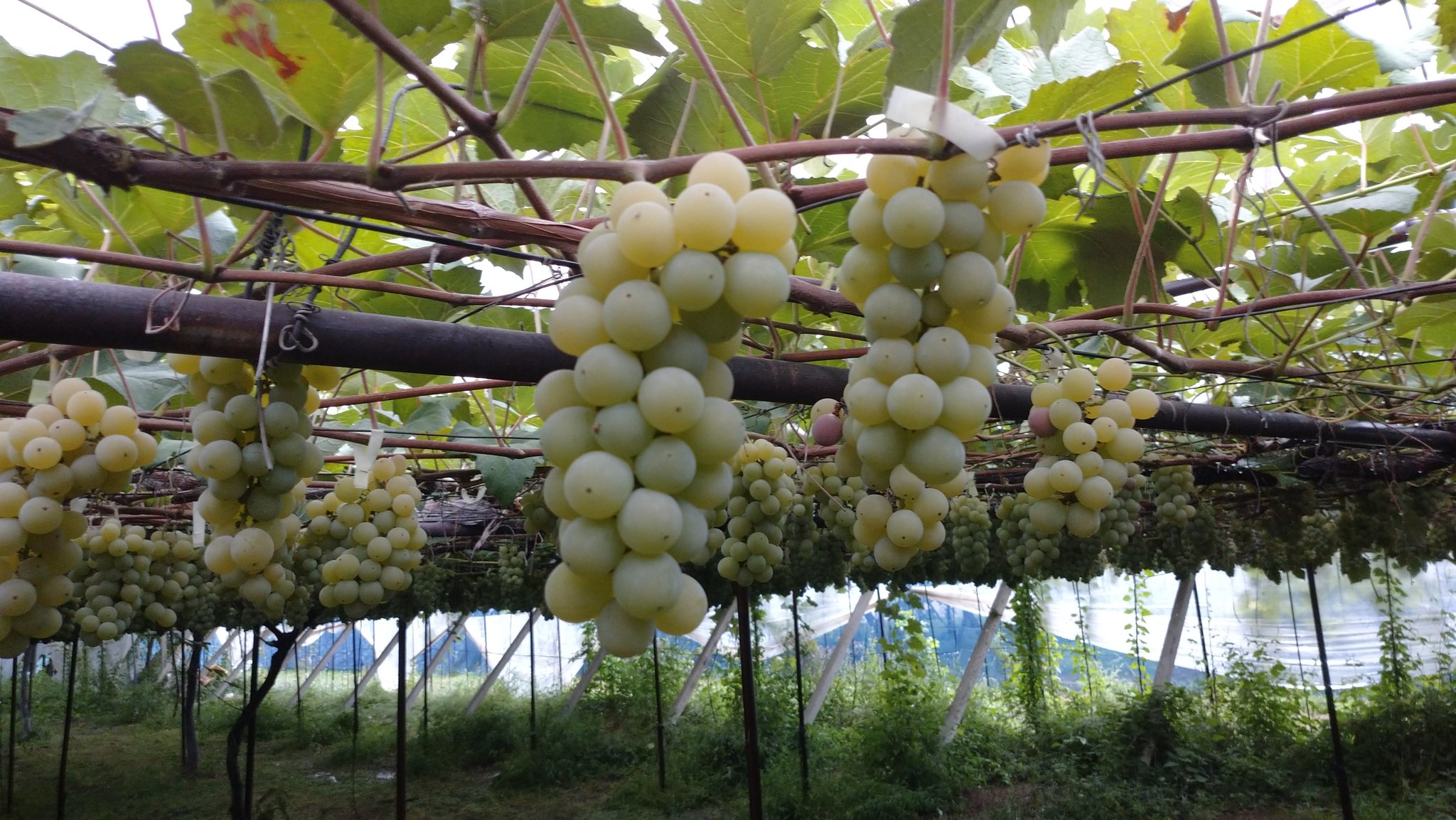 原遊覧園 原農園 長野県塩尻市桔梗ヶ原 本日の販売ぶどう ハウス栽培 塩尻市特産ナイアガラぶどう 独特の香りと甘さが特徴 ワインやジュースにも使われる 人気のぶどう 露地栽培のナイアガラの収穫は９月１５日ごろになります T Co Pnbilhfc9t