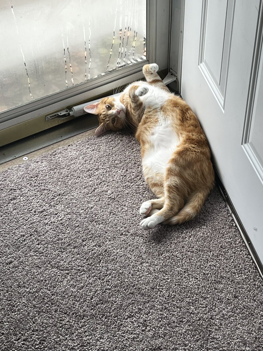 StarLiteRain's tweet photo. @ColeTheBlackCat https://t.co/ADUH5fb1Pg