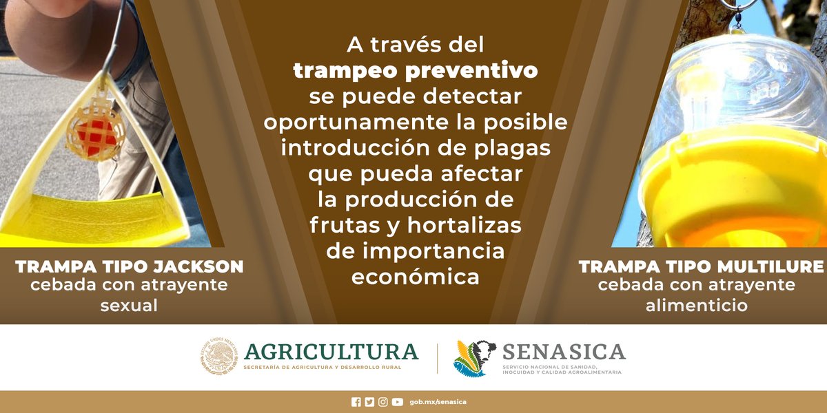 SENASICA's tweet photo. Las moscas exóticas de la fruta no son originarias de México de ahí su nombre #trampeo #plaga https://t.co/6iwGHJkpw1