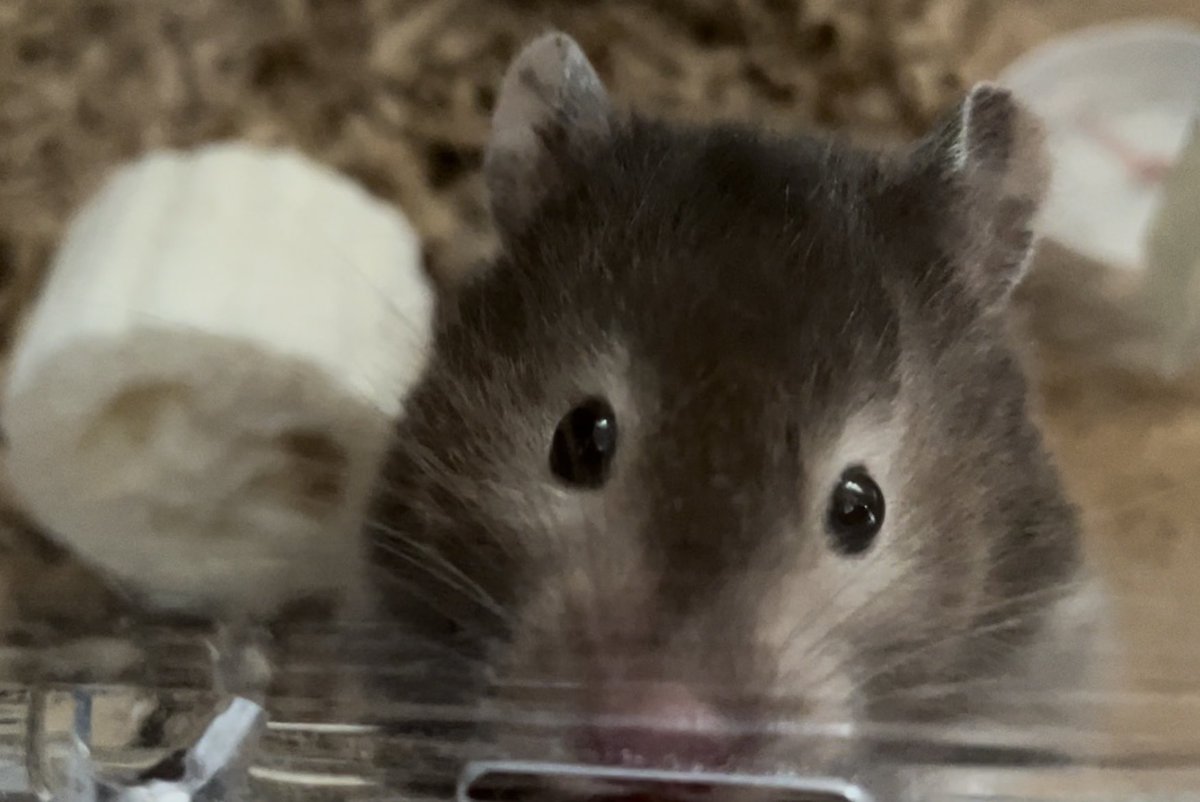 おやつおねだり中✨見事、りんごをゲットしていきました💪

#ハムスター 
#ハムスターのいる暮らし 
＃ハムスター好きと繋がりたい