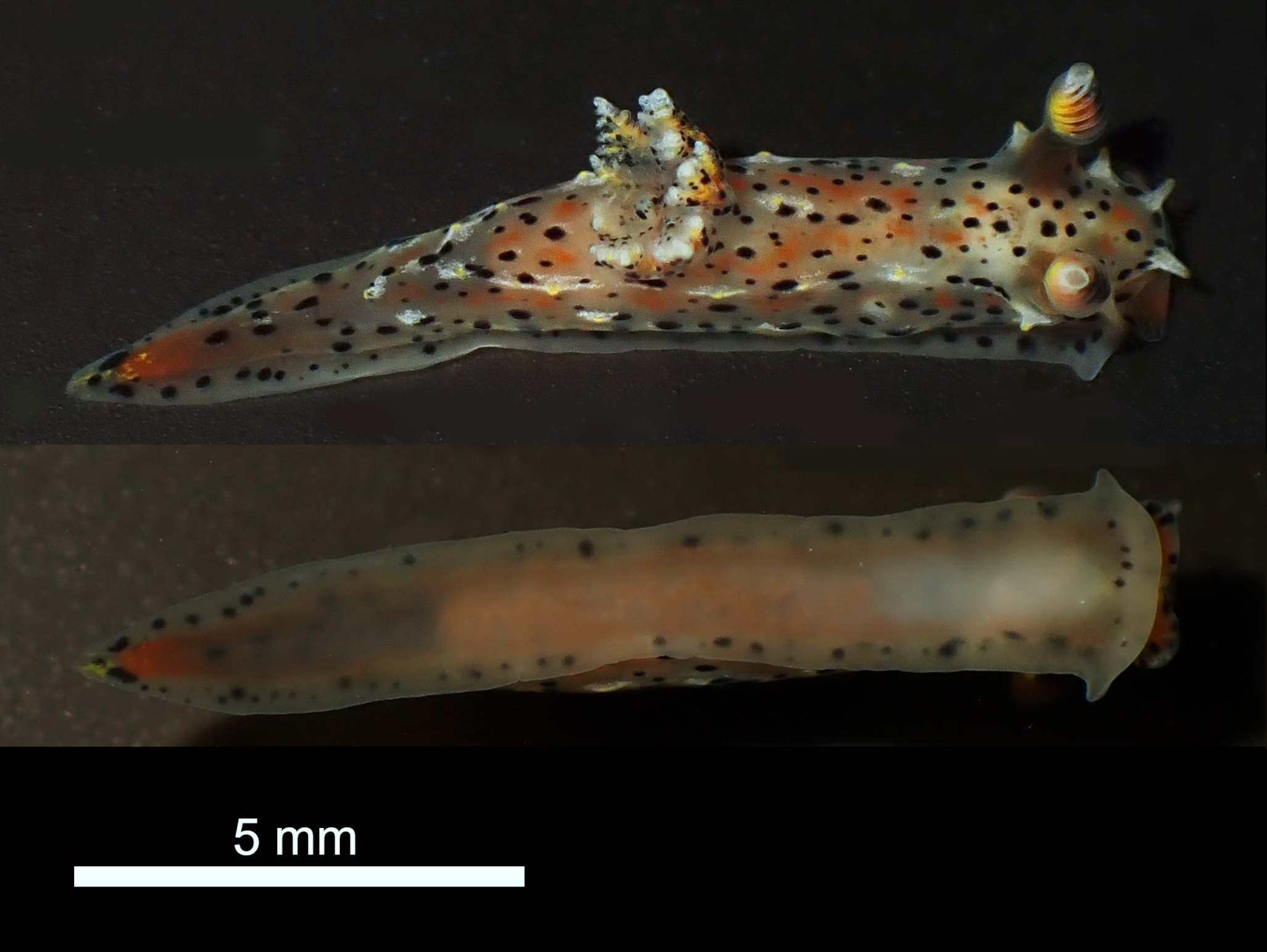 ニュージーランドの生き物屋 on Twitter 