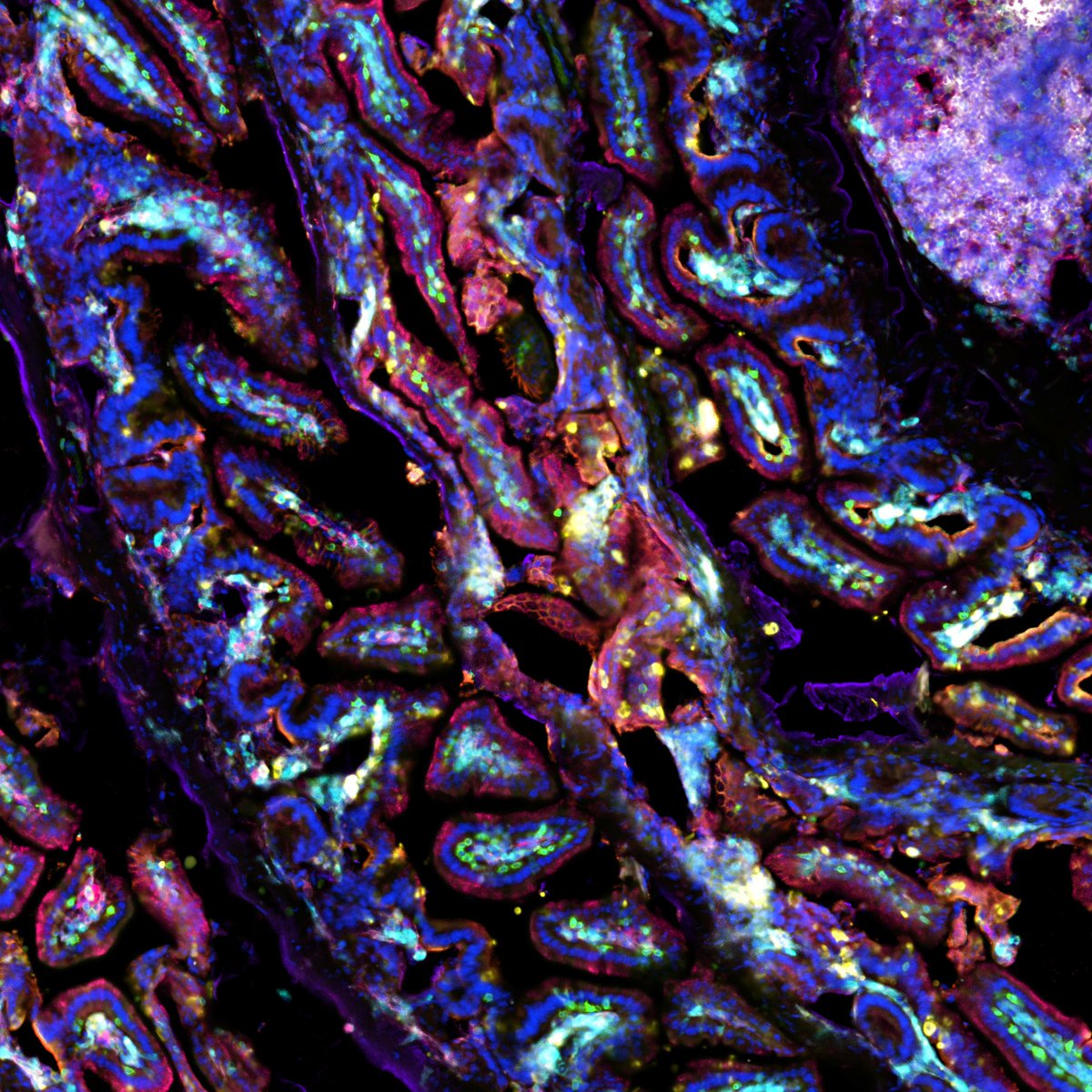 See the rainbow! Thank you <a href="/NikonCanada/">Nikon Canada</a> <a href="/steeler/">Chad Steele 🔬 🇨🇦</a> <a href="/jmarpino/">John-Michael Arpino</a> <a href="/SallyAtNikon/">Sally Miller</a> for this week’s demo of the AX R Spectral Confocal System, allowing @jfekoenig to image up to 6 markers at once, and with IBEX staining, visualize 10 markers in a mouse intestine. #FluorescenceFriday