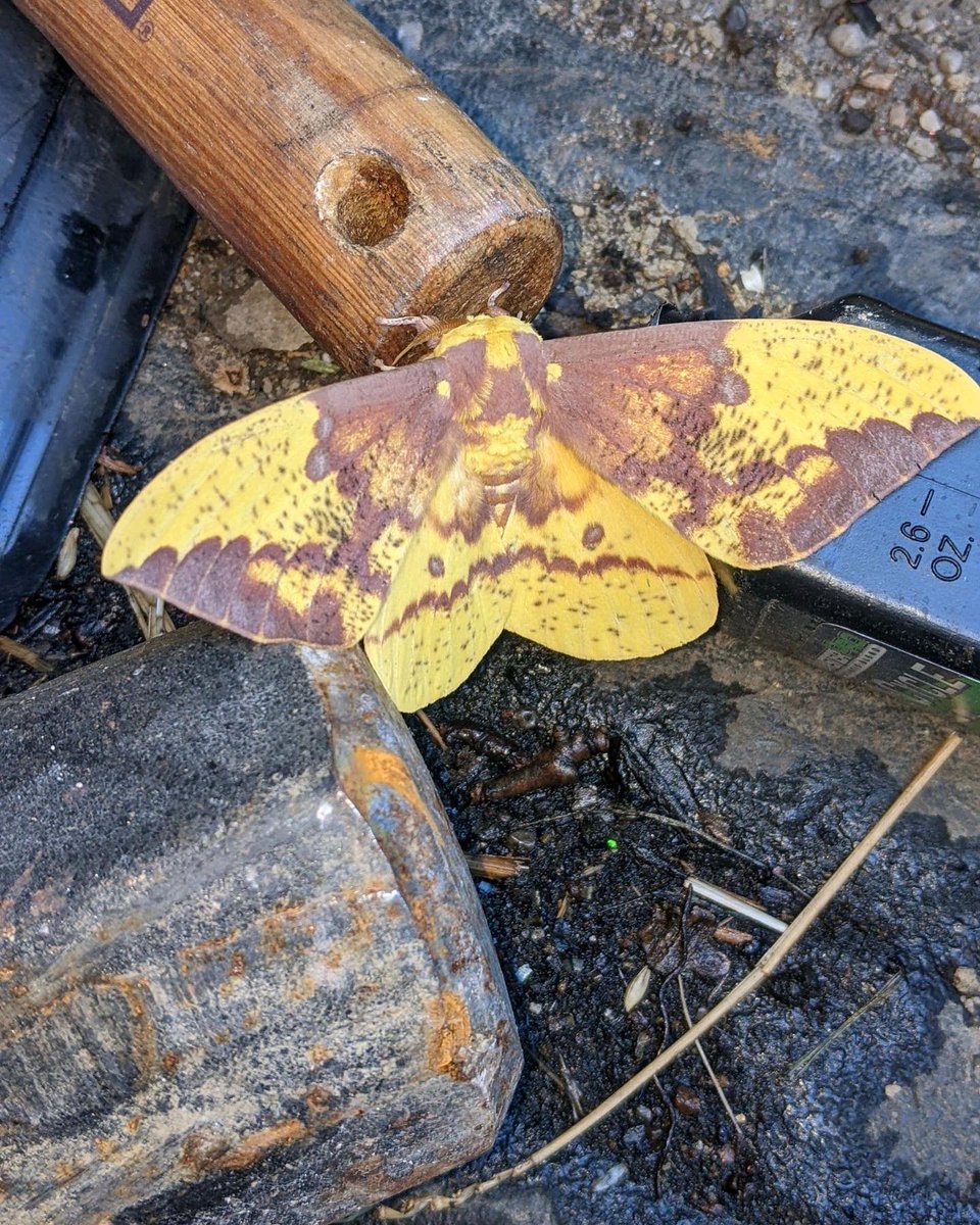 CU_outside's tweet image. Imperial Moth at Facilities later to be found again at the Library