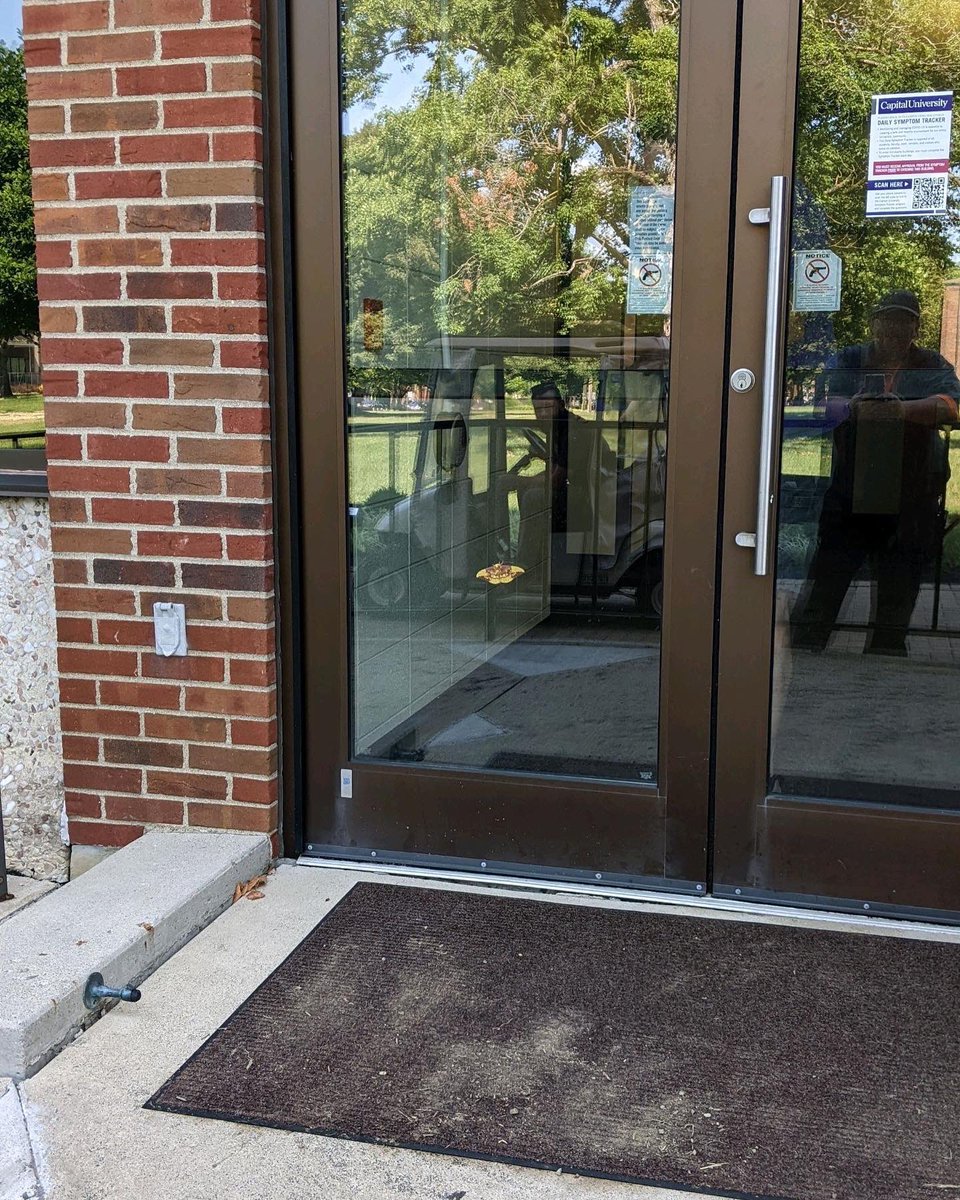 CU_outside's tweet image. Imperial Moth at Facilities later to be found again at the Library