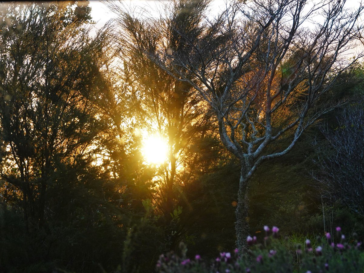 Fleeting sunrise. #Aongatete @WeatherWatchNZ