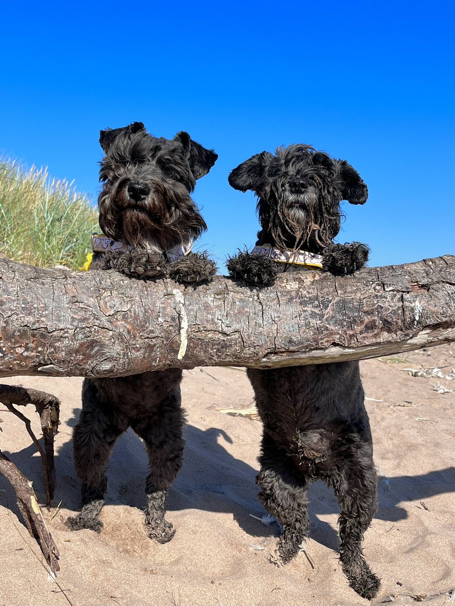 Love these girls…❤️ #schnauzers #miniatureschnauzers #dogslife #dogs #DogsofTwittter #dogsonthebeach #happybeards #Scotland #eastcoast #SchnauzerGang #schnauzerlove #beachfun #dogstagram