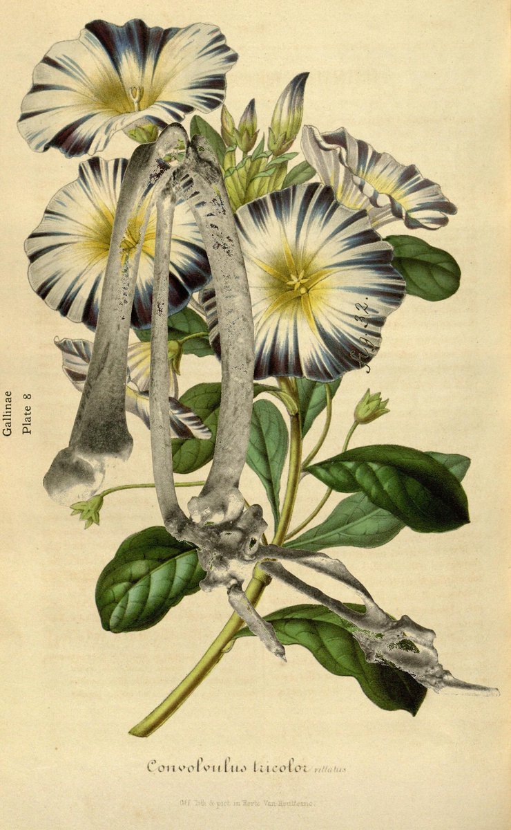 PDCutup's tweet photo. Osteology of birdsAlbany,University o..
https://t.co/7NUoaywfr5
Flore des serres et des jardins de l'..
https://t.co/WmnTOSjQxz https://t.co/Oebk3sTiuB